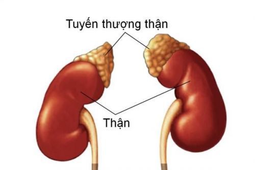 vỏ thượng thận